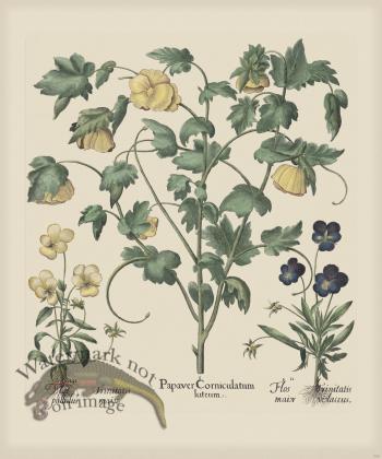 Besler 289 Colored  B2